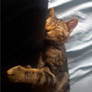 Meet your Posher, Kitty